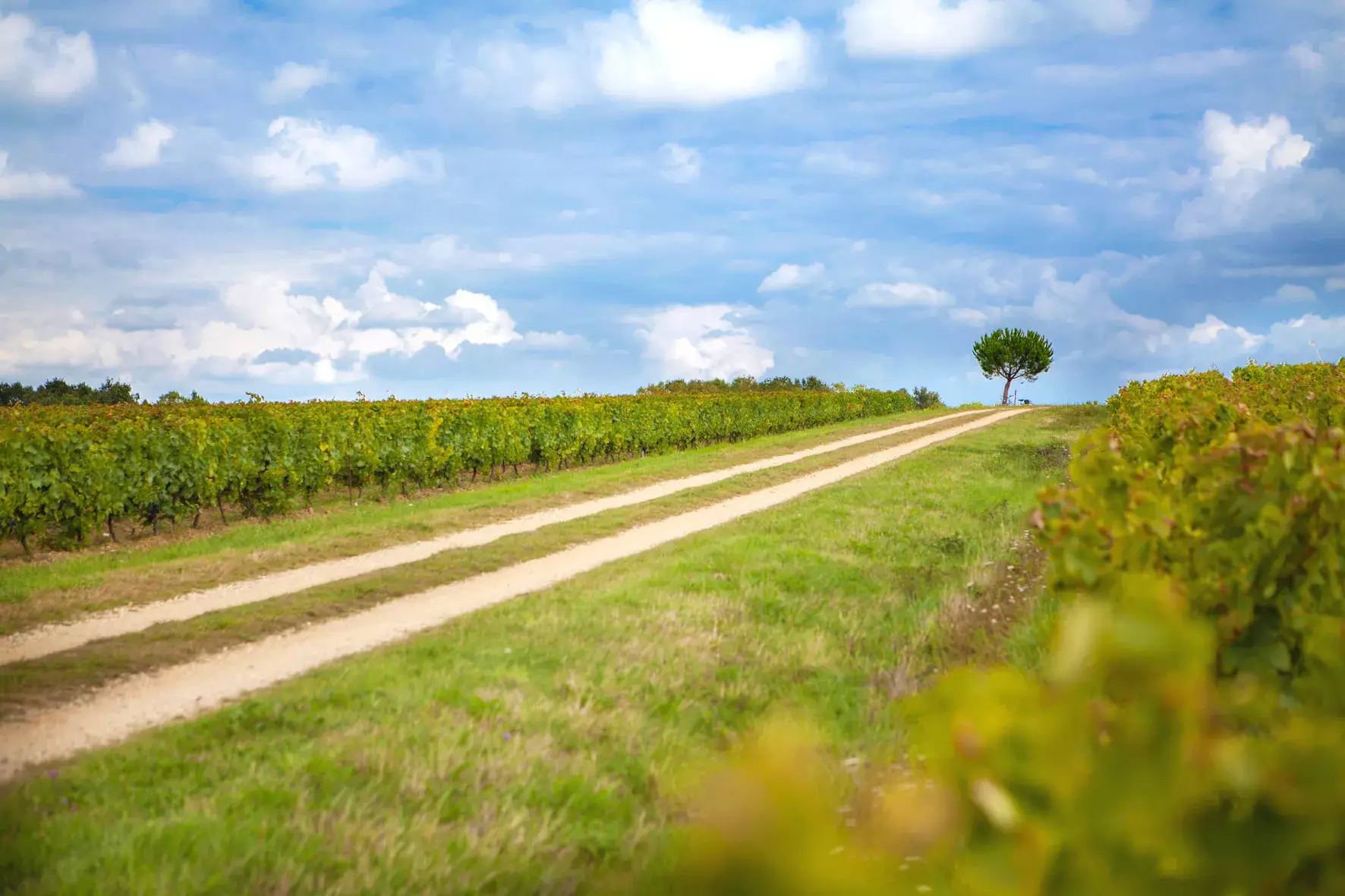 Domaine Éric Chevalier - Chemin de terre entre les rangs de vigne sous un ciel d’été