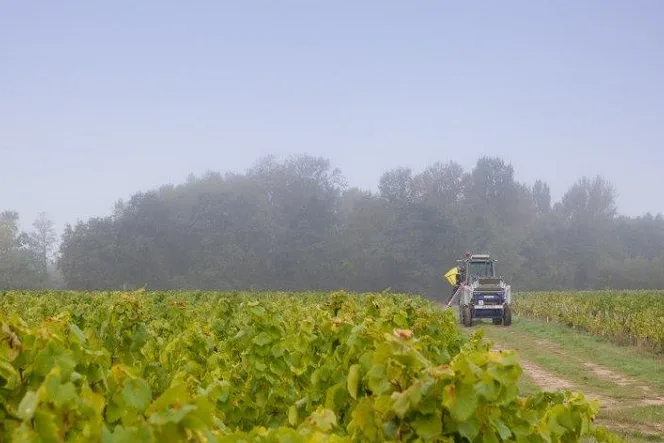 Domaine Éric Chevalier - Tracteur dans les vignes un matin de brume