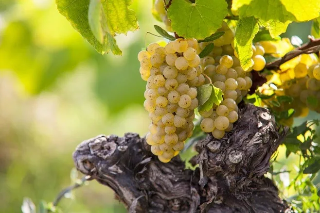 Domaine Éric Chevalier - Grappes de melon de Bourgogne sur un vieux cep