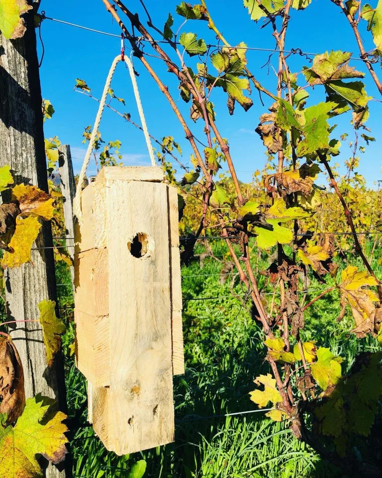 Domaine Giachino - Nichoir en bois suspendu au fil de palissage d’un rang de vigne