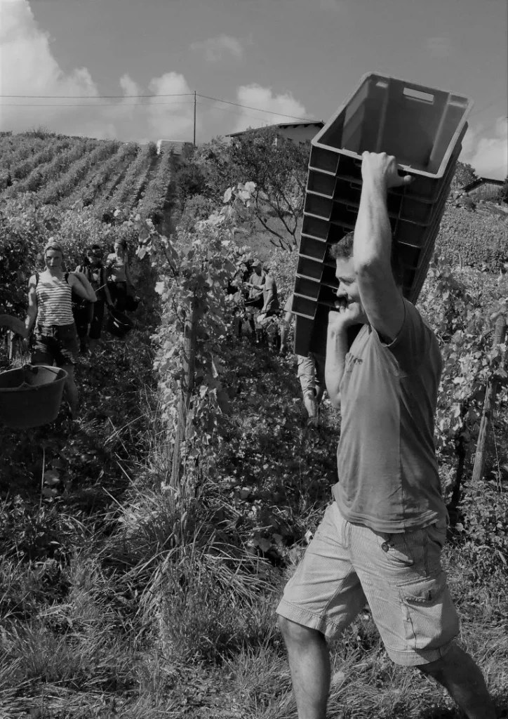 Domaine Giachino - Un vendangeur porte une pile de caisses sur l’épaule entre les rangs