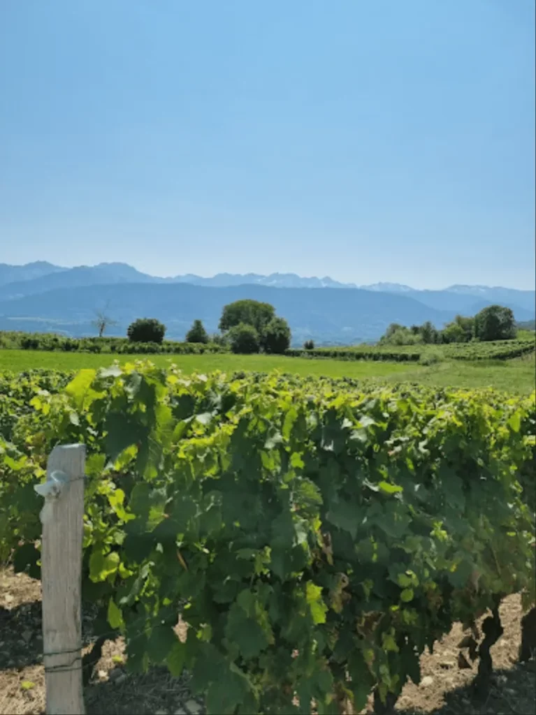 Domaine Giachino - Rang de vigne en été devant une chaîne de montagnes