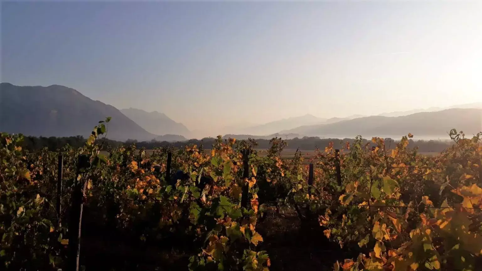 Domaine Giachino - Vignes aux couleurs d’automne dans la lumière rasante, face aux montagnes