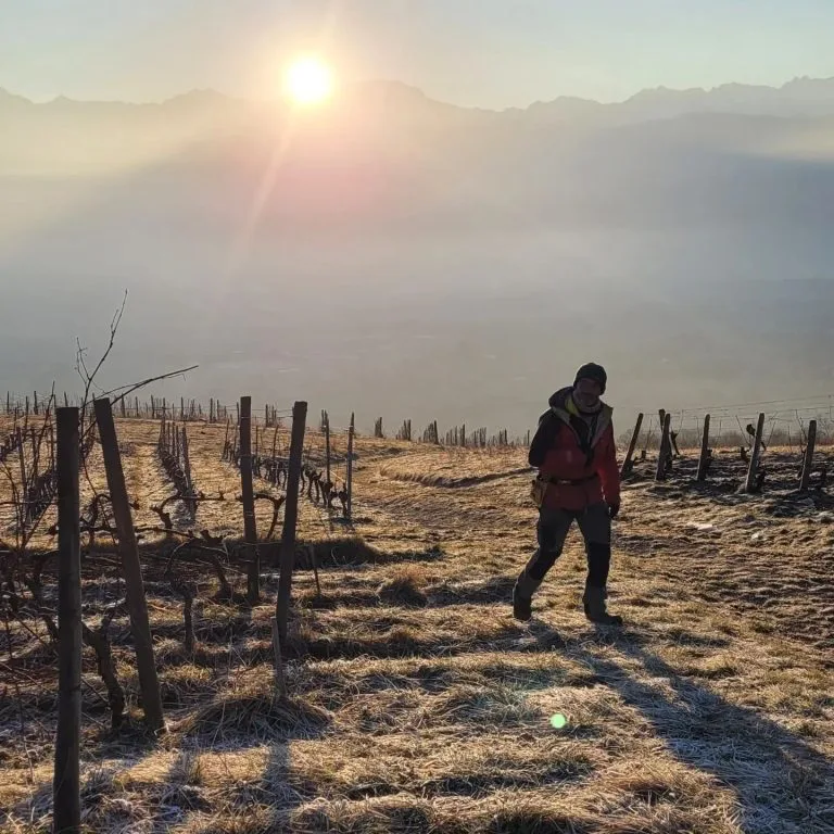 Domaine Giachino - Une silhouette traverse les vignes givrées sous un soleil bas d’hiver