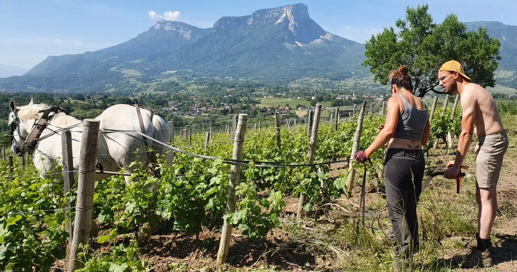 Domaine Gilles Berlioz - Cheval de trait au travail entre les rangs de vigne, face au mont Granier