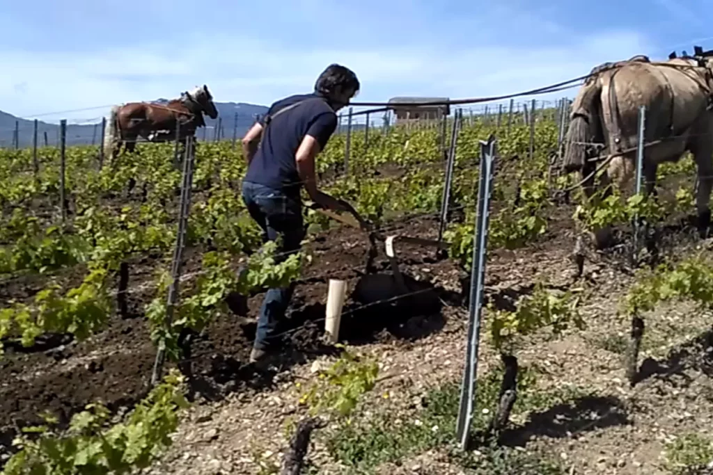 Domaine Gilles Berlioz - Débuttage de printemps avec un cheval et une mule attelés à la charrue