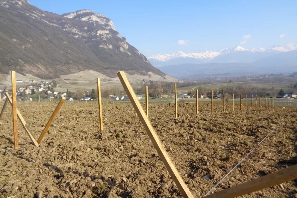 Domaine Gilles Berlioz - Piquets de la plantation de roussanne des Châteaux, falaises et sommets enneigés au fond