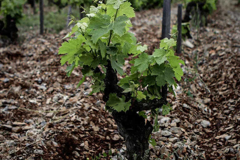 Domaine Inebriati