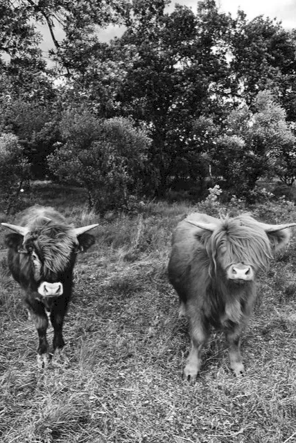 Domaine Inebriati - Deux vaches Highland dans un pré bordé d’arbres