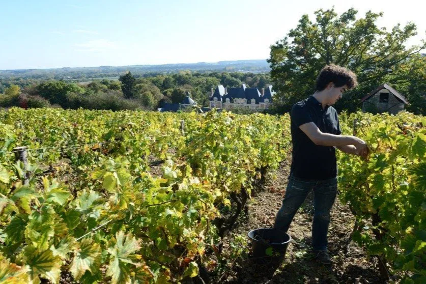 Domaine Jean-Bernard Métais - Vendange à la main dans les vignes, près de l’ancienne éolienne