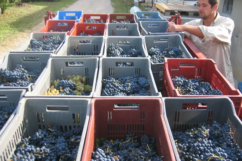 Domaine La Péquélette - Caisses de raisins noirs alignées le jour des vendanges