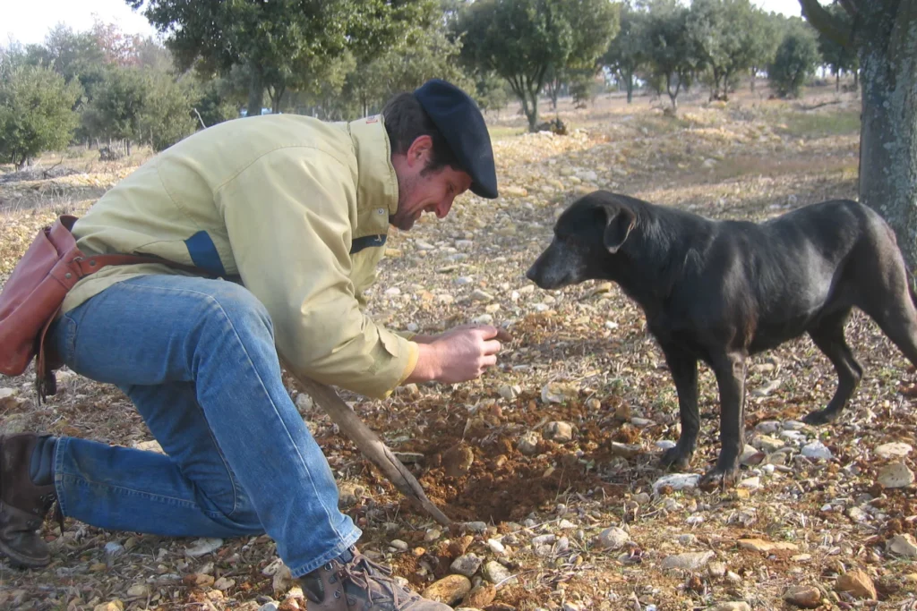 Domaine La Péquélette - Recherche des truffes avec le chien sous les chênes truffiers