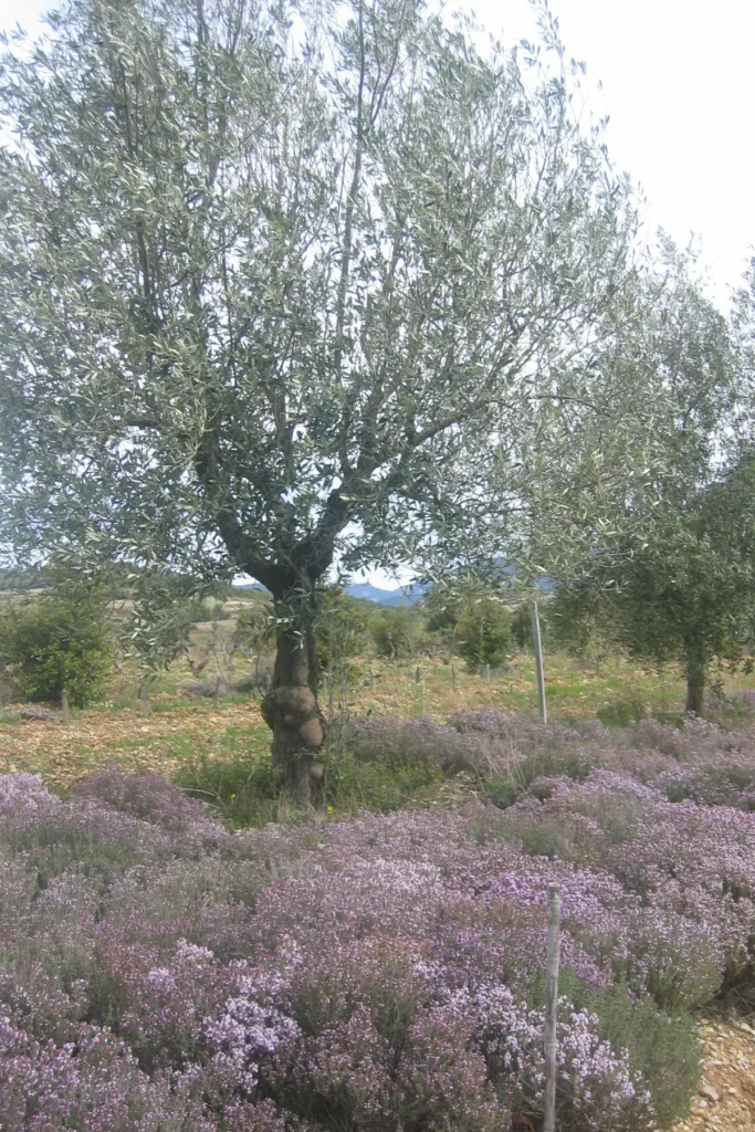Domaine La Péquélette - Un olivier au milieu d’un tapis de thym en fleur