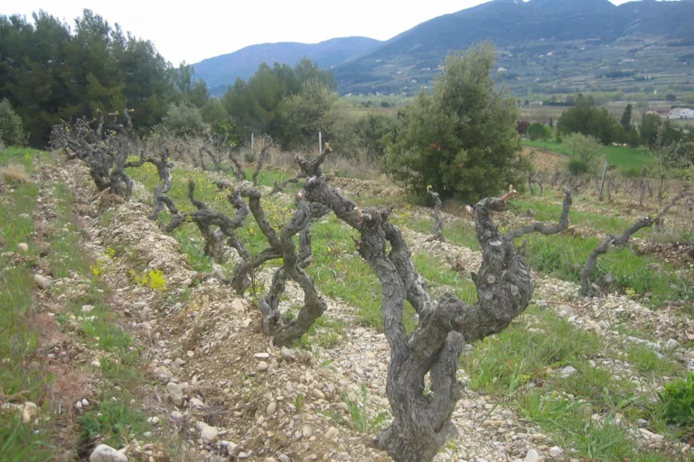 Domaine La Péquélette