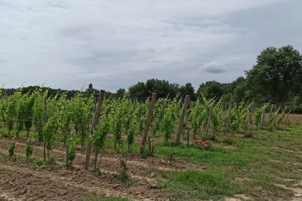 Domaine La Valette - Jeunes vignes d’un plantier au lieu-dit La Valette