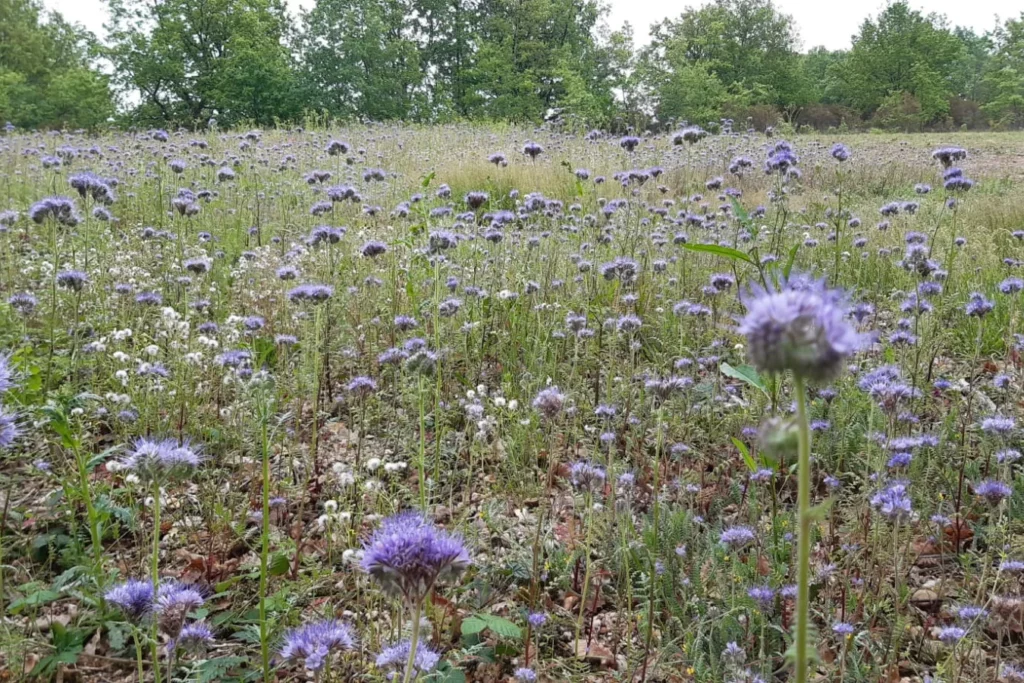 Domaine La Valette - Champ de phacélie en fleurs près des vignes