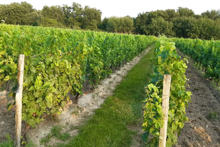 Domaine La Valette