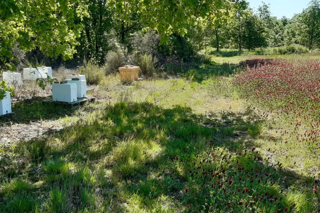 Domaine La Valette - Ruches au bord d’une jachère de trèfle incarnat