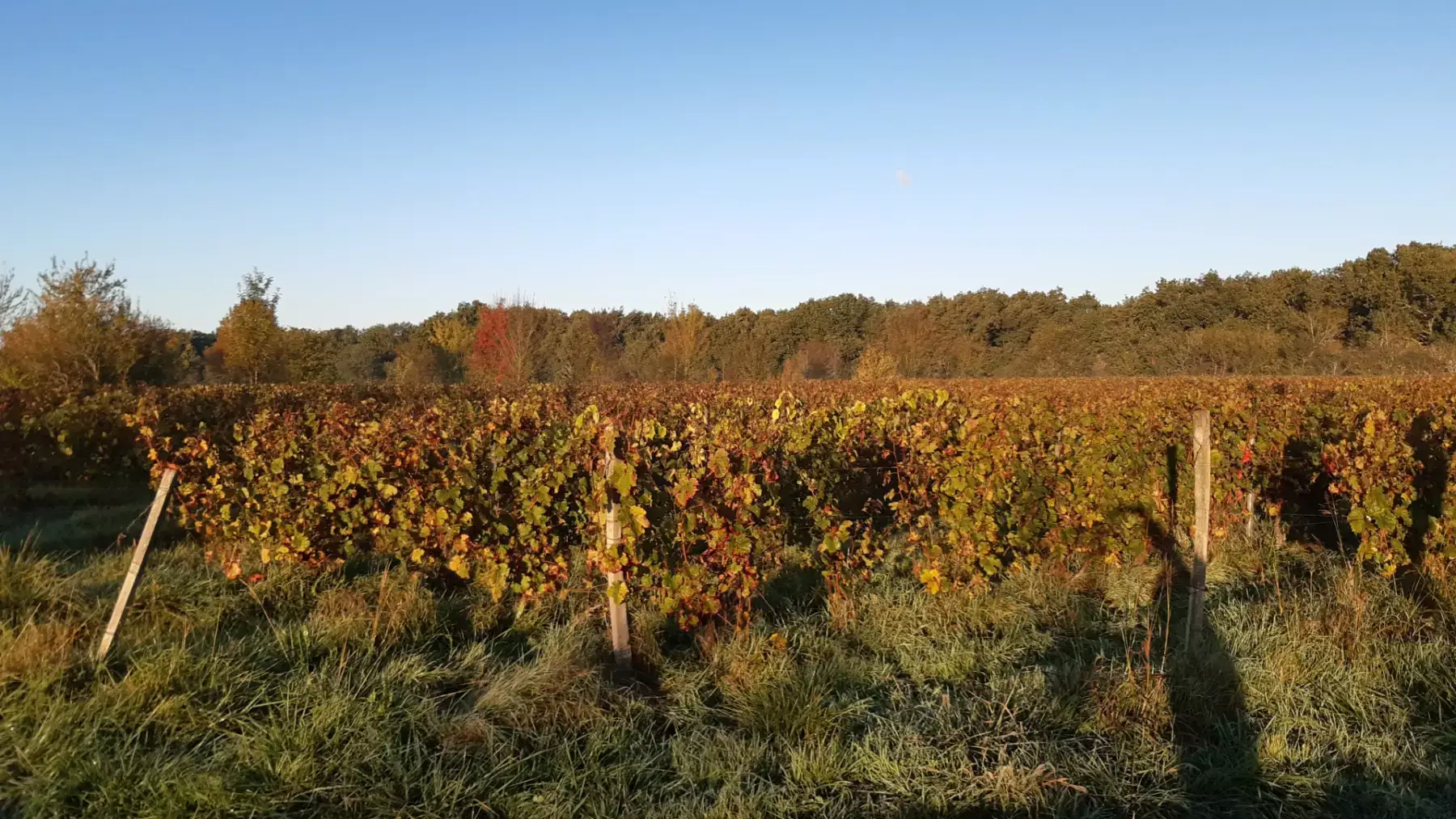 Domaine La Valette - Vignes aux couleurs d’automne en lisière de bois