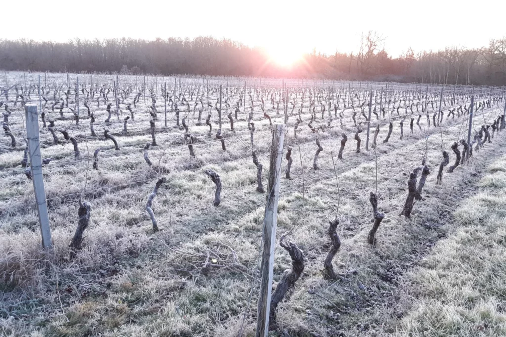 Domaine La Valette - Vignes taillées sous le givre, un matin d’hiver