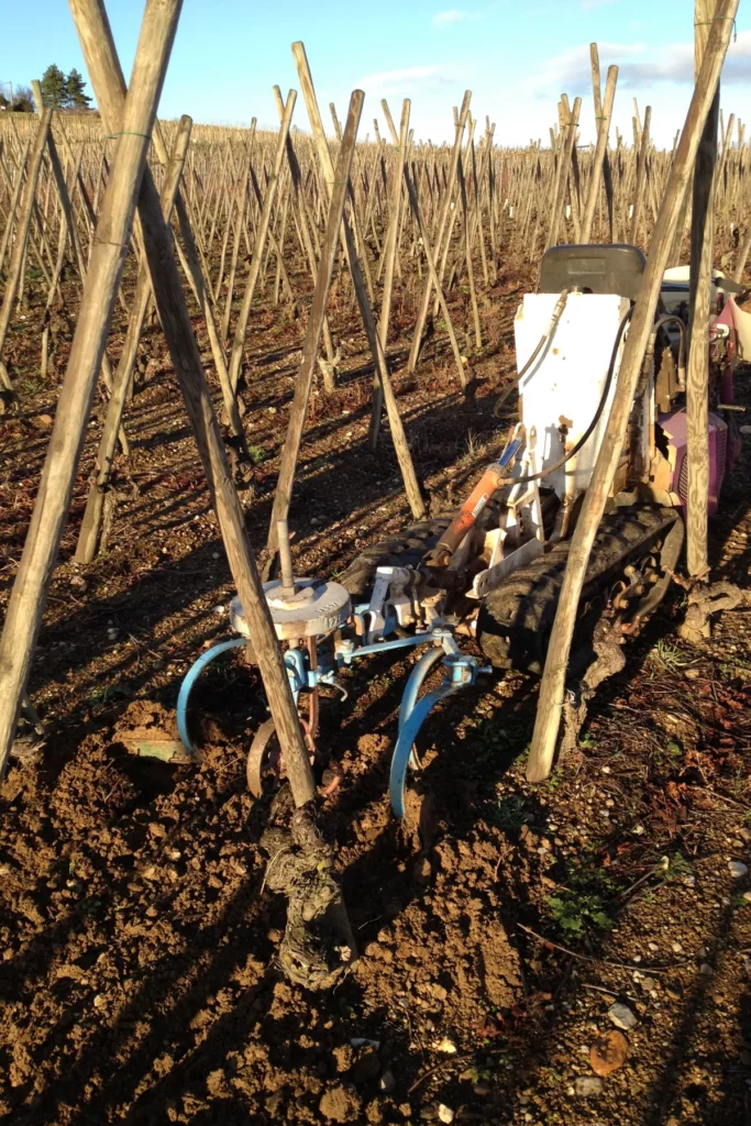 Domaine Lafoy - Travail du sol mécanique entre les vignes sur échalas, en hiver