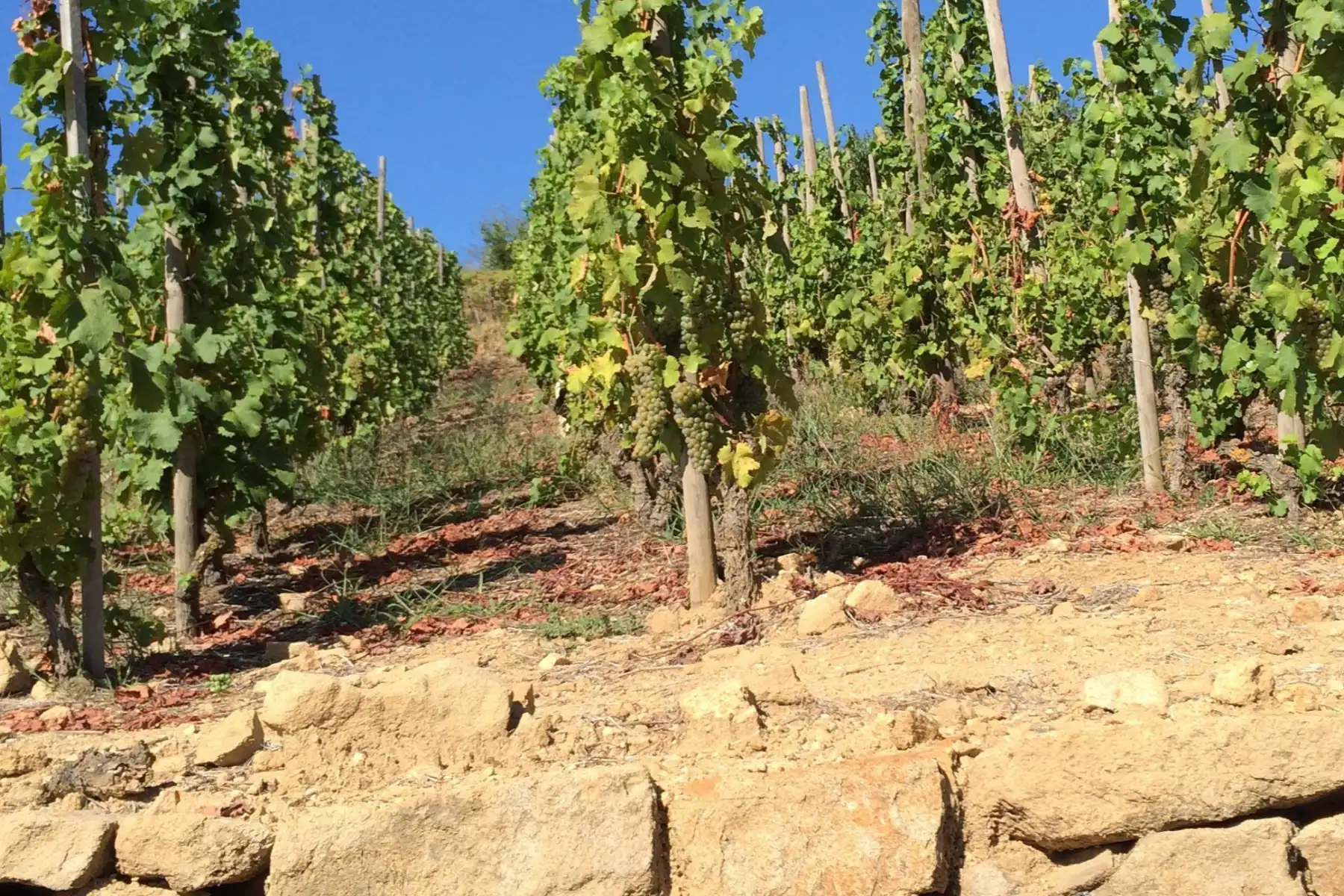 Domaine Lafoy - Vignes en terrasses sur des murets de pierre sèche, à l’approche des vendanges