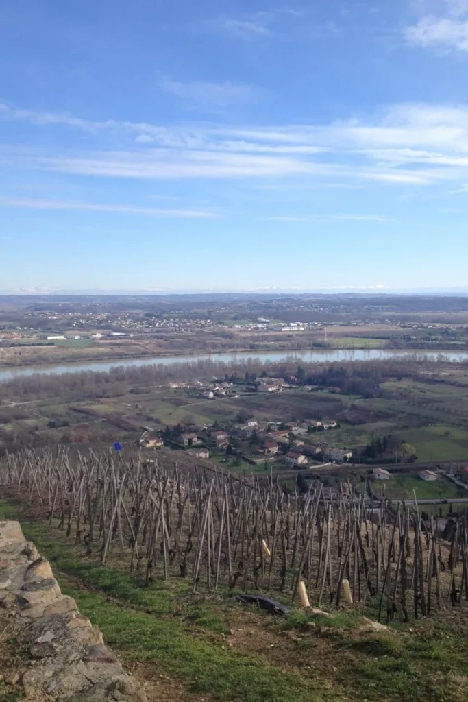 Domaine Lafoy - Vignes sur échalas en haut du coteau, la vallée du Rhône en contrebas