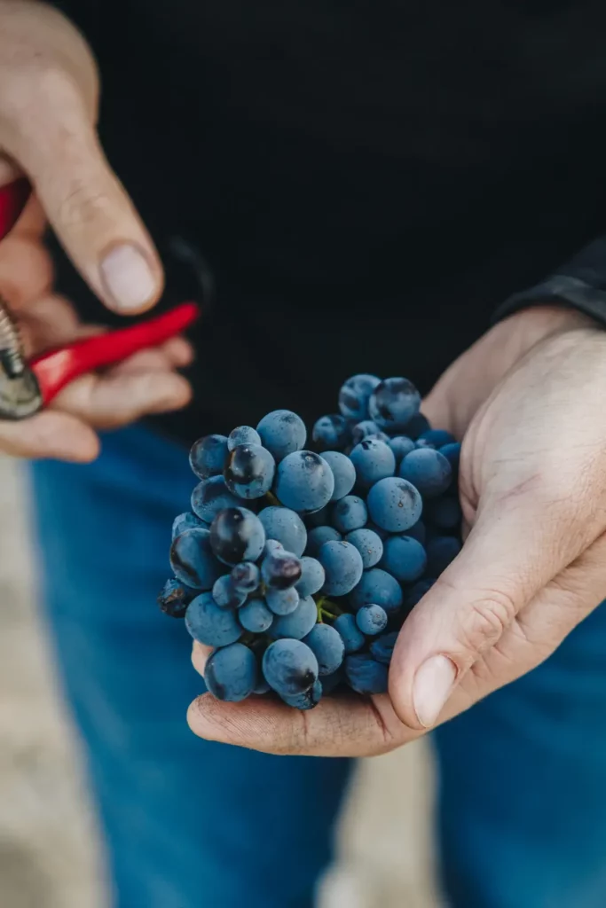 Domaine Leccia - Grappe de raisin noir tenue dans les mains, avec le sécateur, aux vendanges