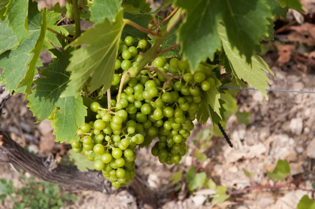 Domaine Leccia - Grappe de vermentinu encore verte sur la vigne