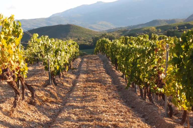 Domaine Leccia