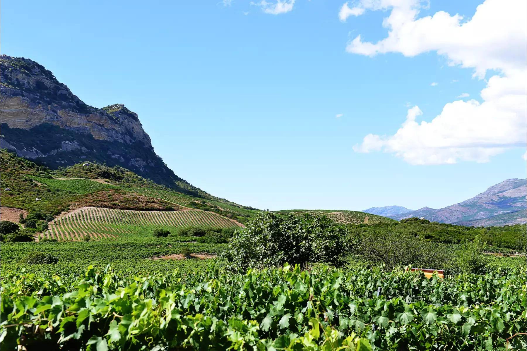 Domaine Leccia - Vignes au pied des falaises calcaires du Nebbiu, sous un ciel d’été