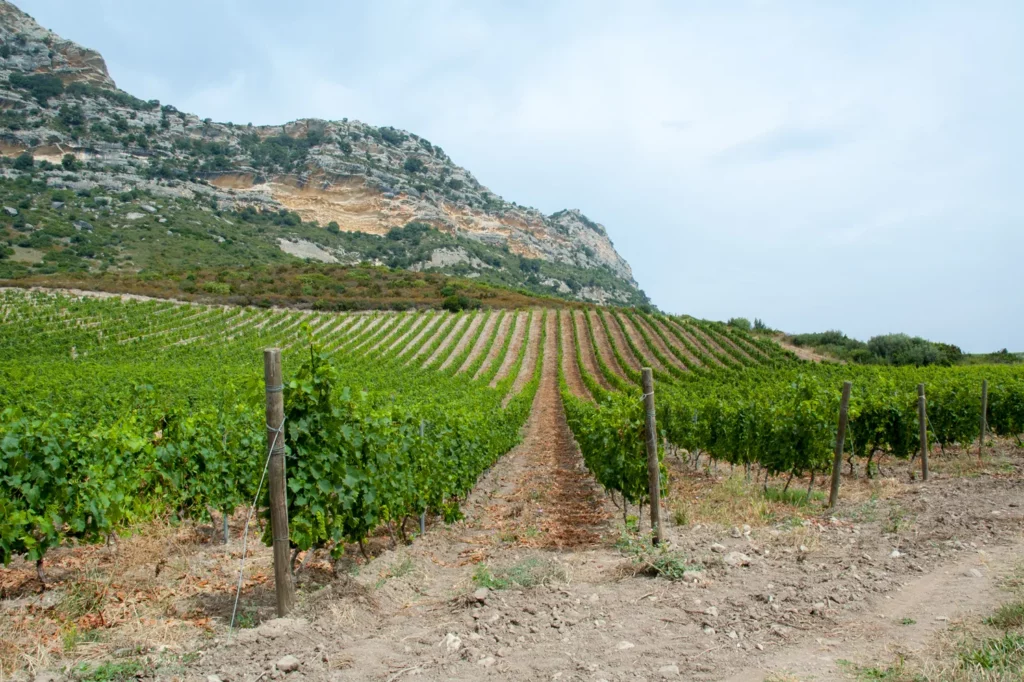 Domaine Leccia - Vignes palissées sur sol caillouteux sous la montagne calcaire