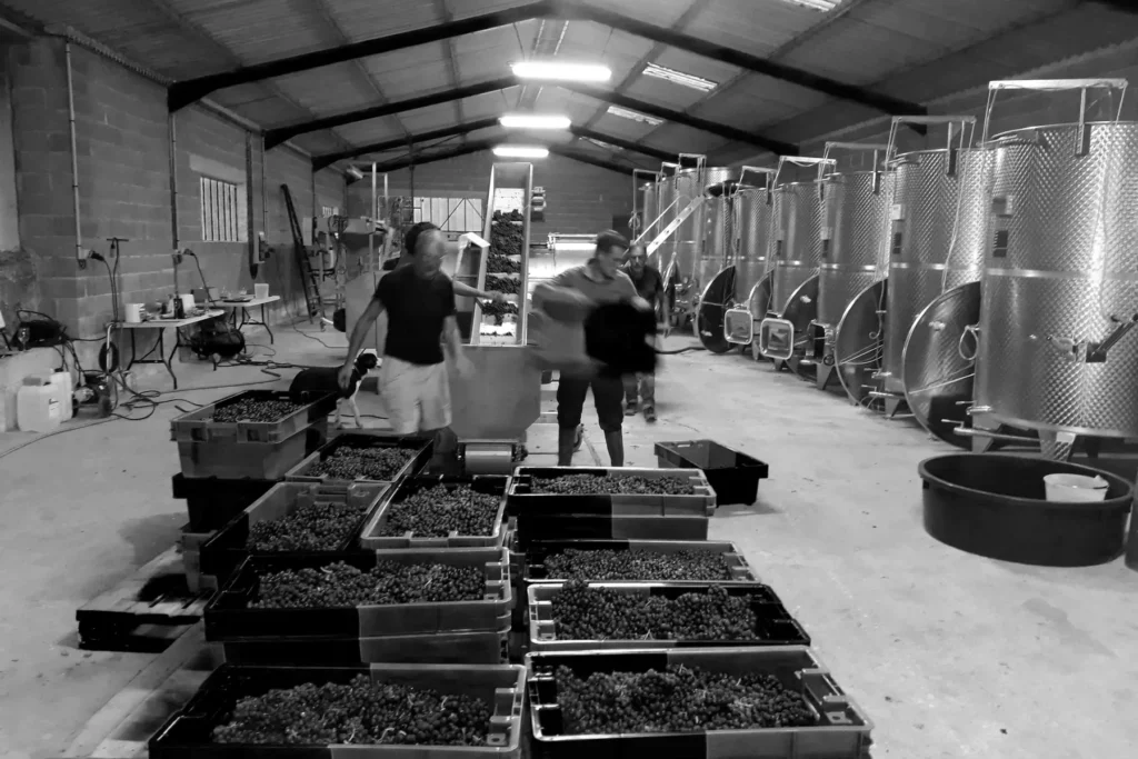 Domaine Leschancel - Encuvage des caisses de raisin dans le chai