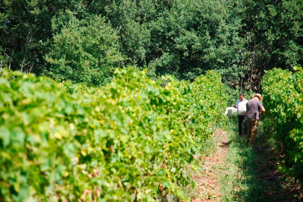 Domaine Leschancel - Vendangeurs dans les rangs, au bord du bois