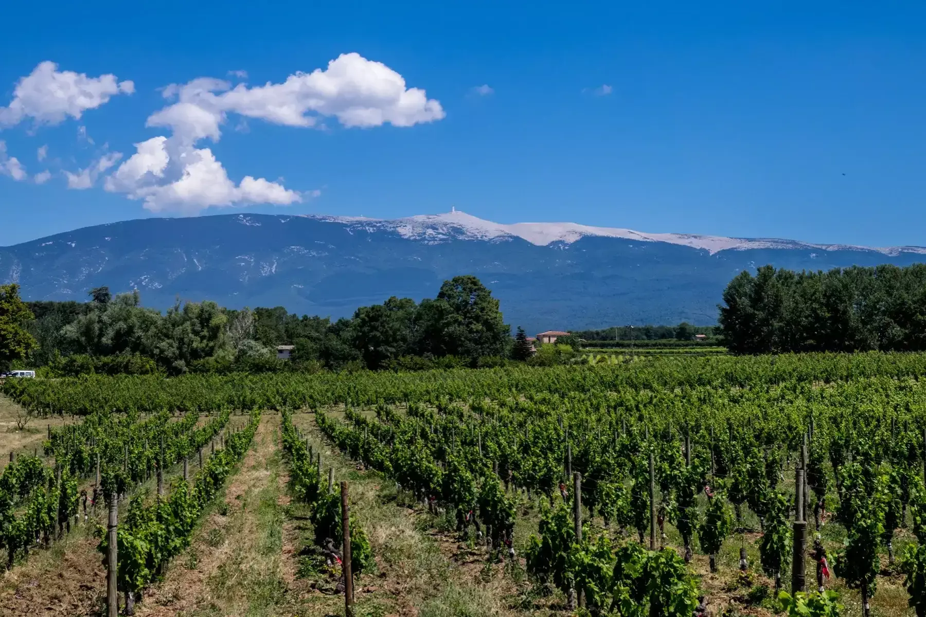 Domaine Leschancel - Rangs de vigne face au sommet enneigé du mont Ventoux