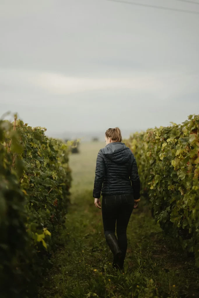 Domaine Lombard - Une silhouette dans les rangs de vigne, un matin de brume