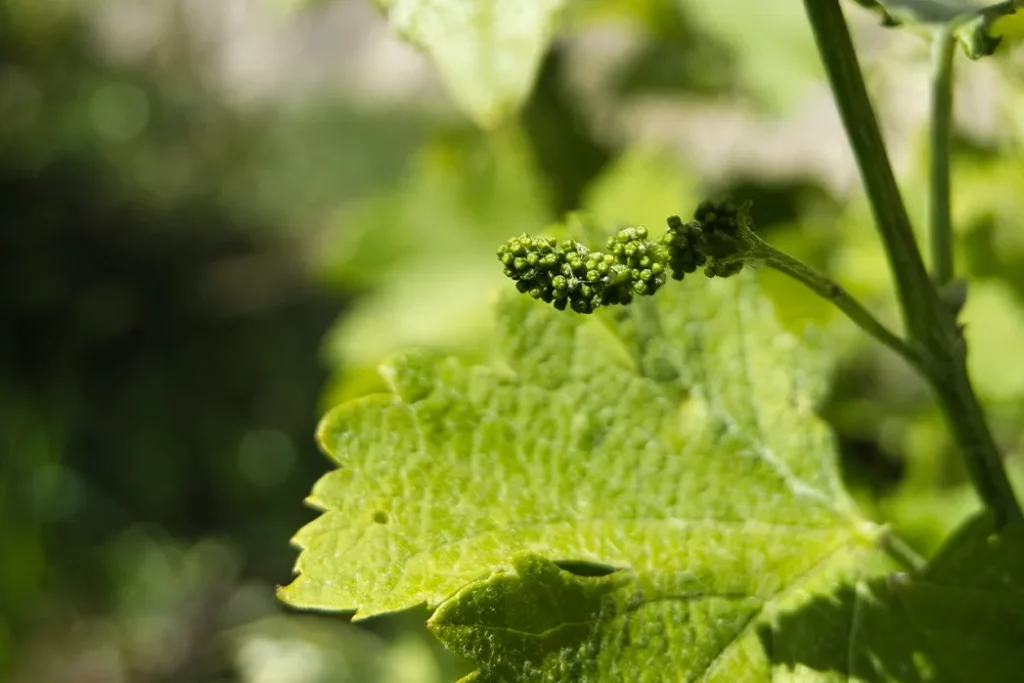 Domaine Lombard - Jeune grappe en fleur au milieu des feuilles de vigne