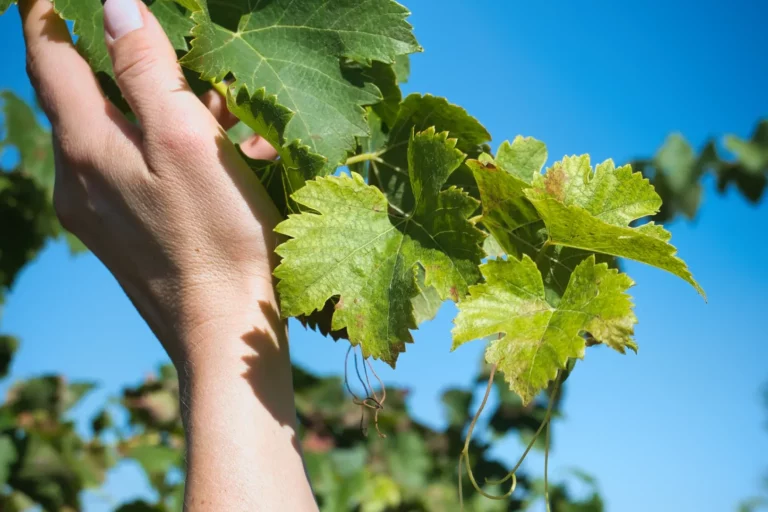 Domaine Lombard