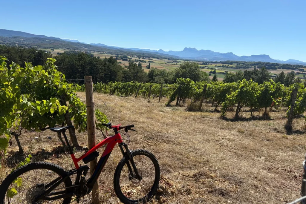 Domaine Lombard - Vignes en été, un vélo posé contre un piquet, montagnes au loin