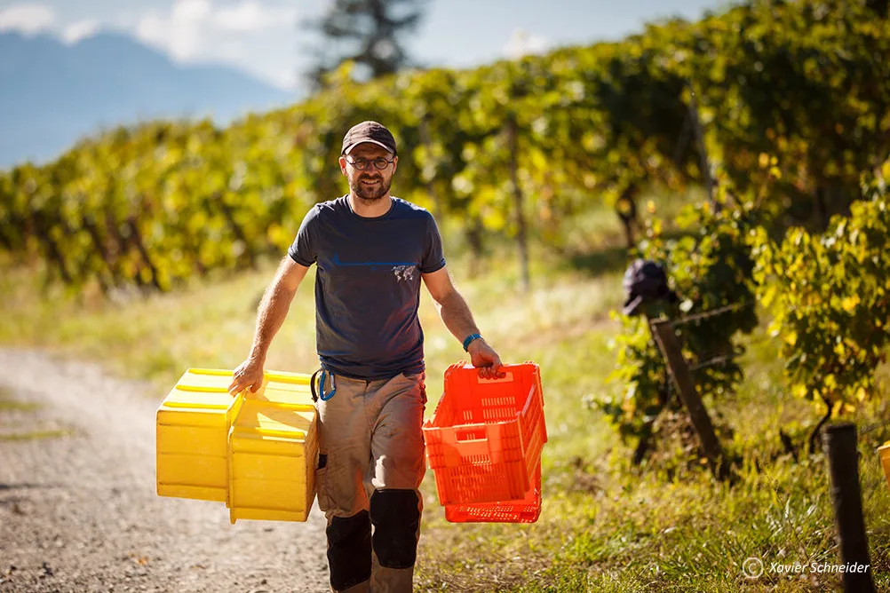 Domaine Ludovic Archer - Ludovic Archer porte les caisses de vendange vides entre les vignes