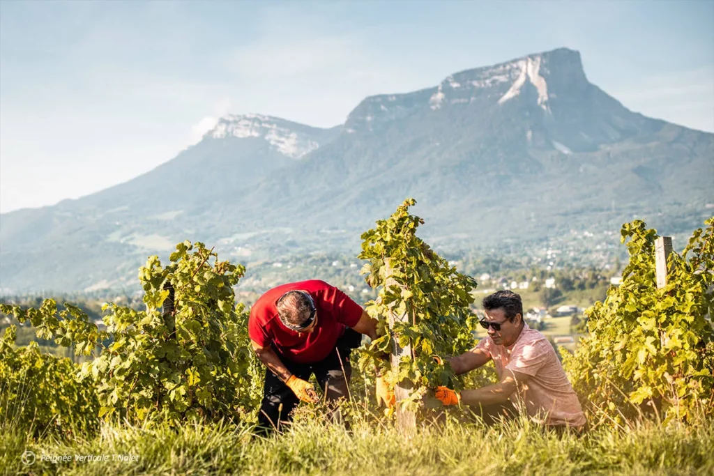 Domaine Ludovic Archer - Vendange à la main au pied des ceps, face aux montagnes