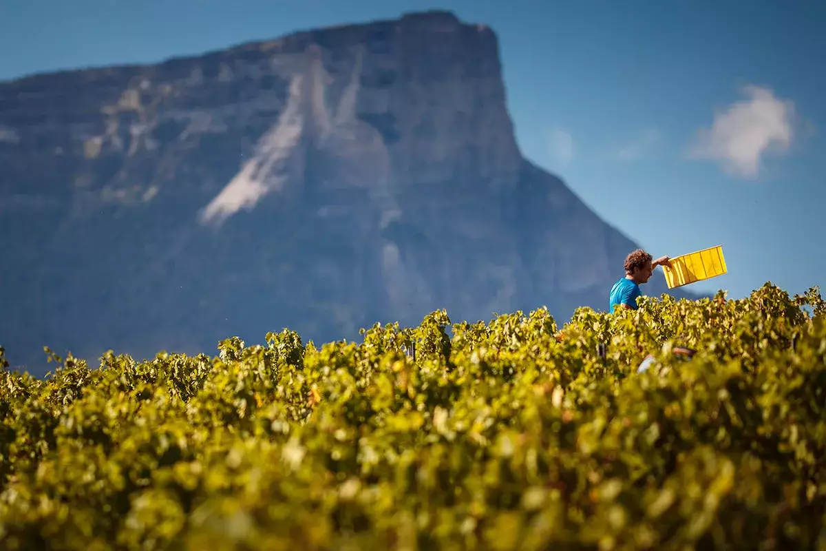 Domaine Ludovic Archer - Un vendangeur porte sa caisse entre les rangs, face aux falaises calcaires