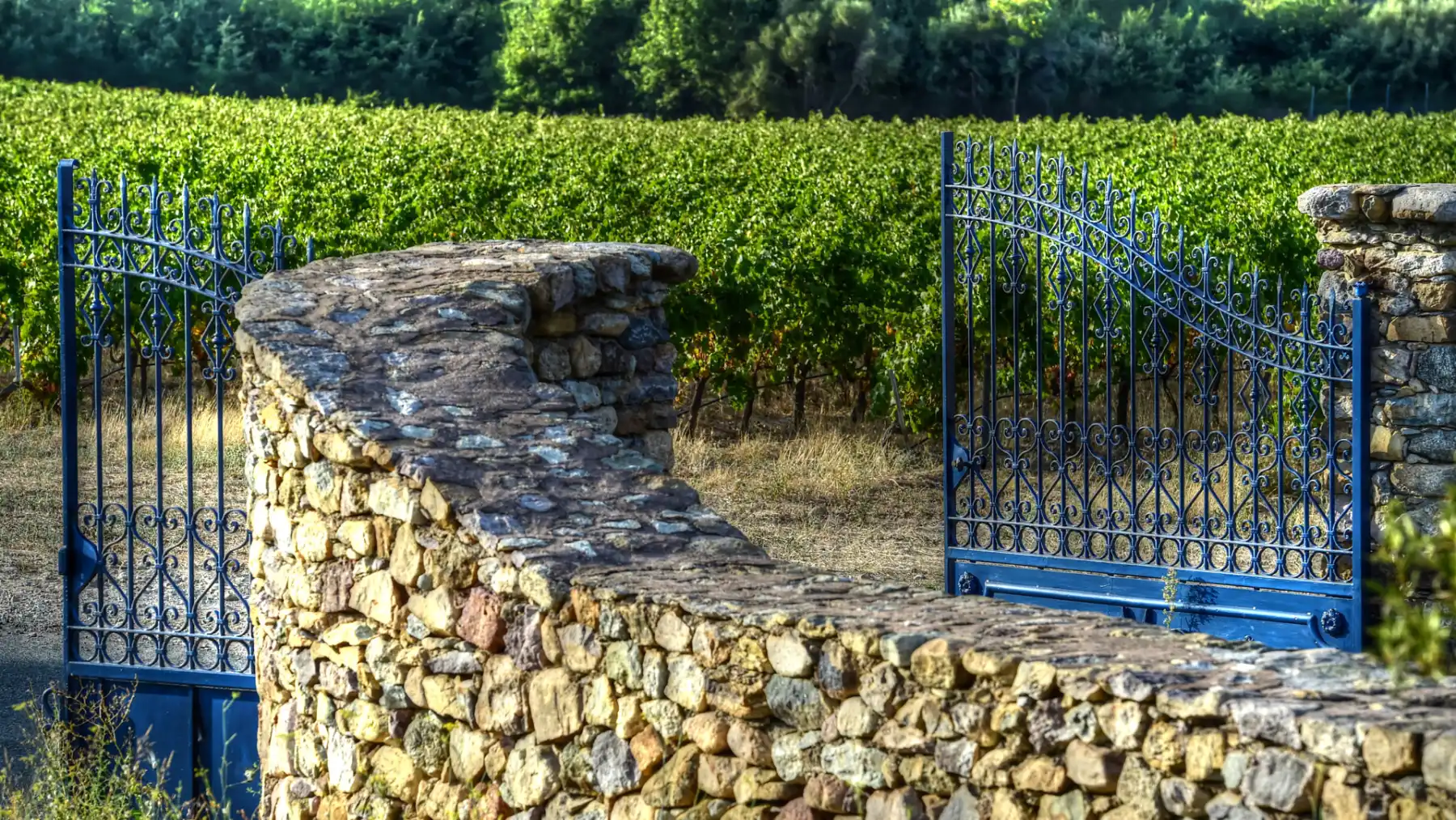 Domaine Maestracci - Portail bleu et mur de pierres sèches devant les vignes à Feliceto