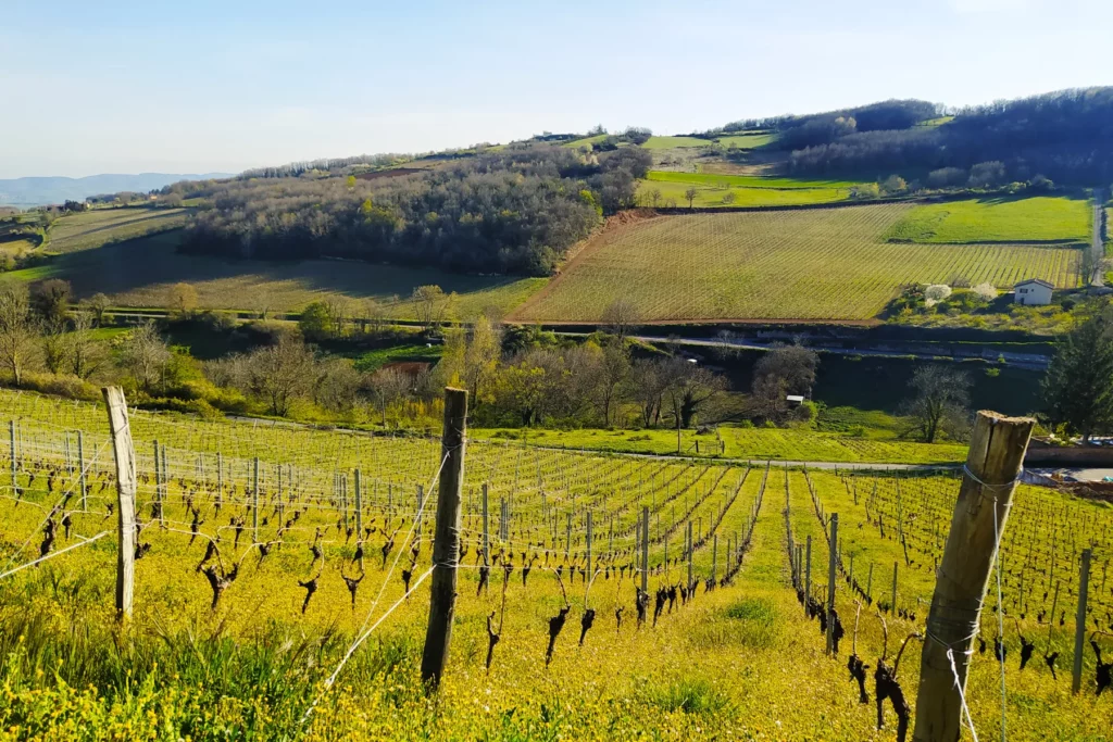 Domaine Matray & Filles - Coteau de vignes à Theizé, au pays des Pierres Dorées