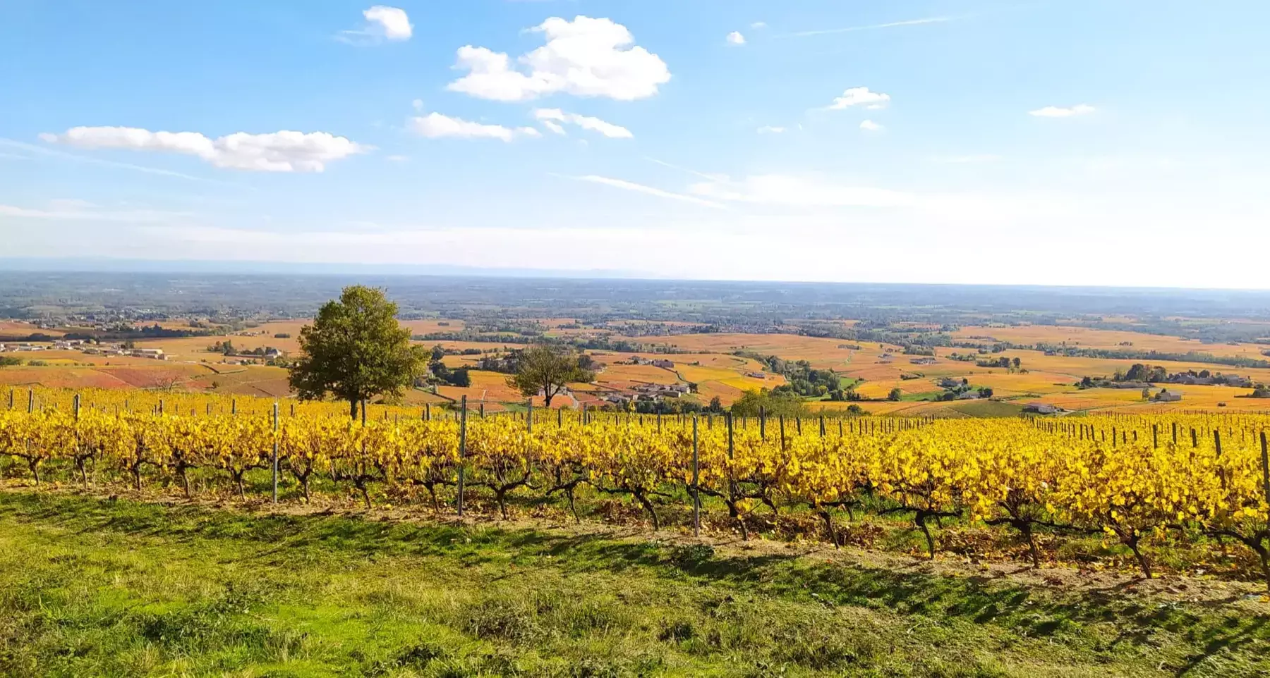 Domaine Matray & Filles - Vignes jaunies par l’automne face à la plaine du Beaujolais