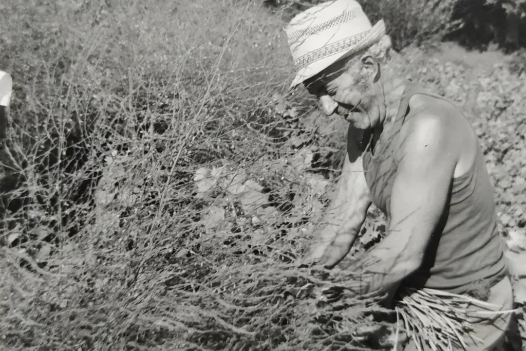 Domaine Matray & Filles - Georges Matray rassemblant des sarments dans les vignes