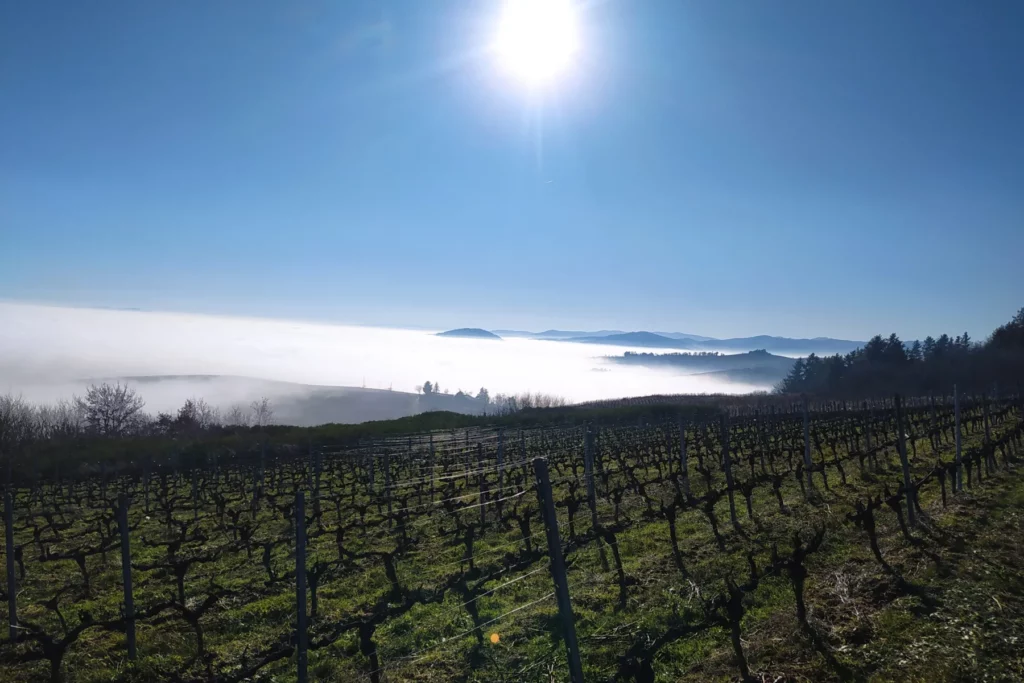 Domaine Matray & Filles - La parcelle de Grille-Midi au-dessus d’une mer de nuages à Fleurie