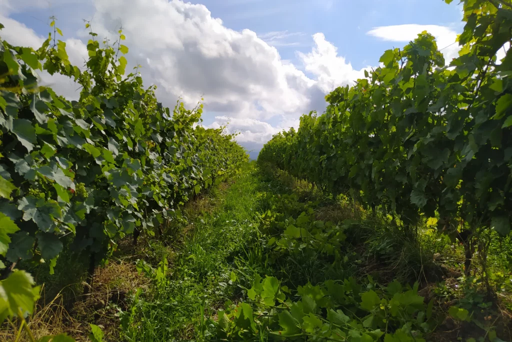 Domaine Matray & Filles - Rang de vigne enherbé entre deux palissages