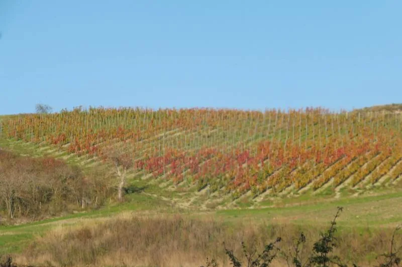 Domaine Nebout - Le coteau de Barbery et ses vignes rougies par l’automne