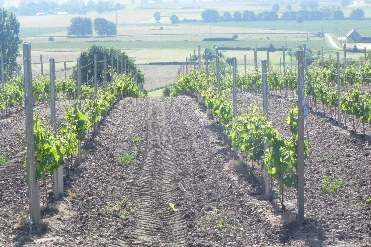 Domaine Nebout - Rangs de vigne au sol travaillé, au-dessus de la plaine de Saint-Pourçain